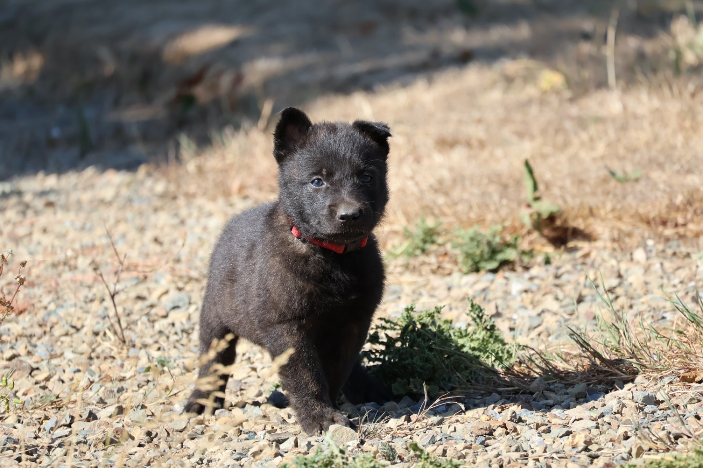 Du Domaine De Phoebapooros - Chiots disponibles - Berger hollandais