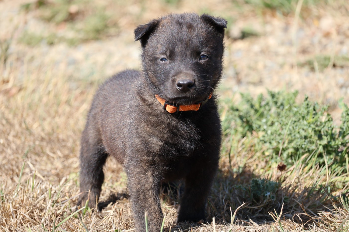 Du Domaine De Phoebapooros - Chiots disponibles - Berger hollandais