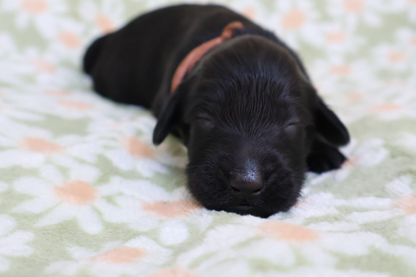 Du Domaine De Phoebapooros - Chiots disponibles - Flat Coated Retriever