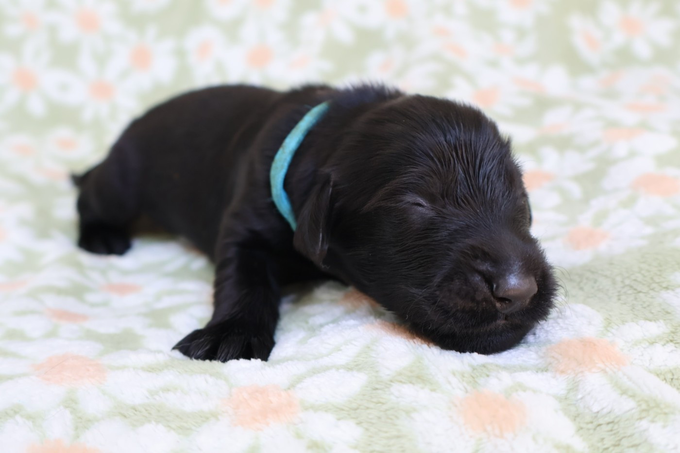 Du Domaine De Phoebapooros - Chiots disponibles - Flat Coated Retriever