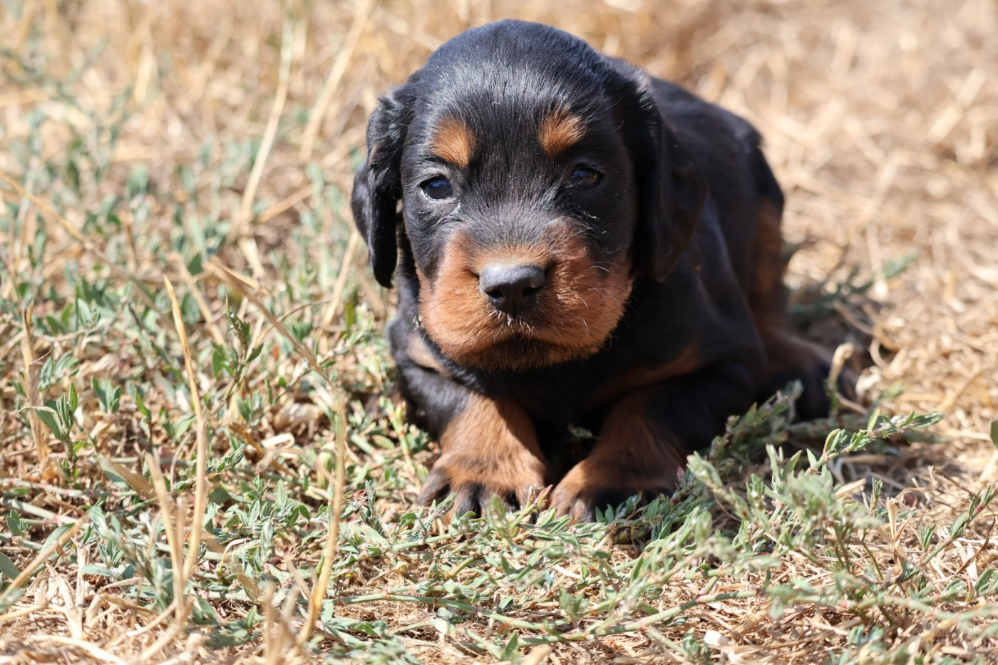 Du Domaine De Phoebapooros - Chiots disponibles - Setter Gordon