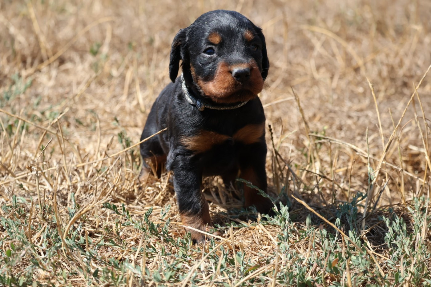 Du Domaine De Phoebapooros - Chiots disponibles - Setter Gordon