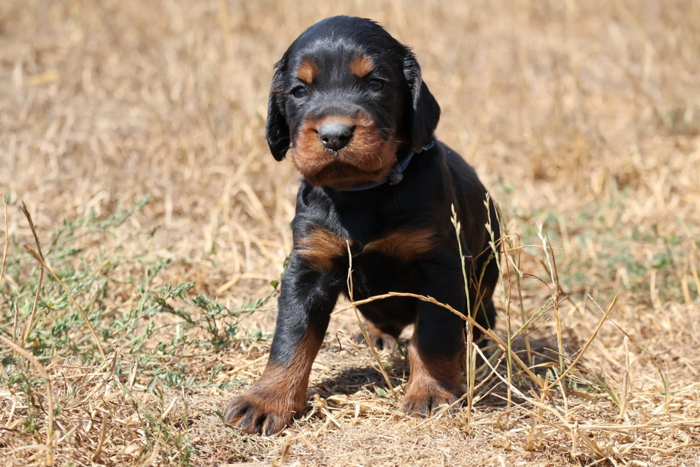 Du Domaine De Phoebapooros - Chiots disponibles - Setter Gordon
