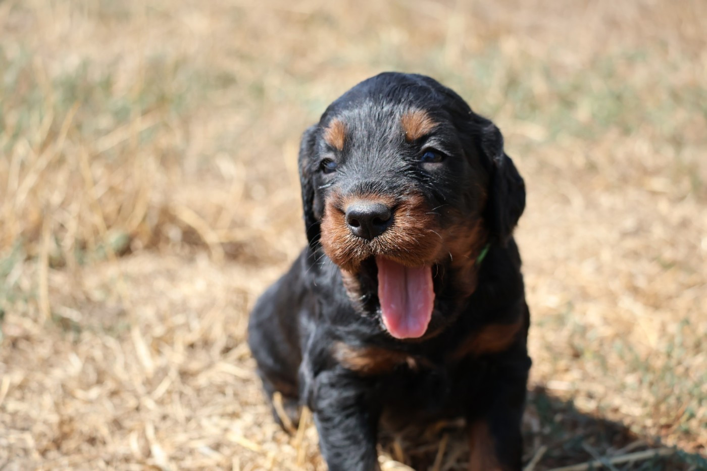 Du Domaine De Phoebapooros - Chiots disponibles - Setter Gordon