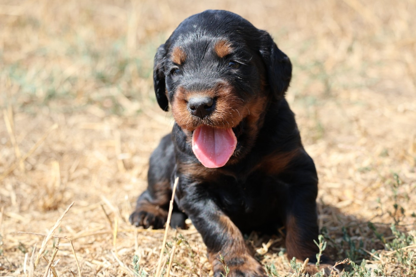 Du Domaine De Phoebapooros - Chiots disponibles - Setter Gordon