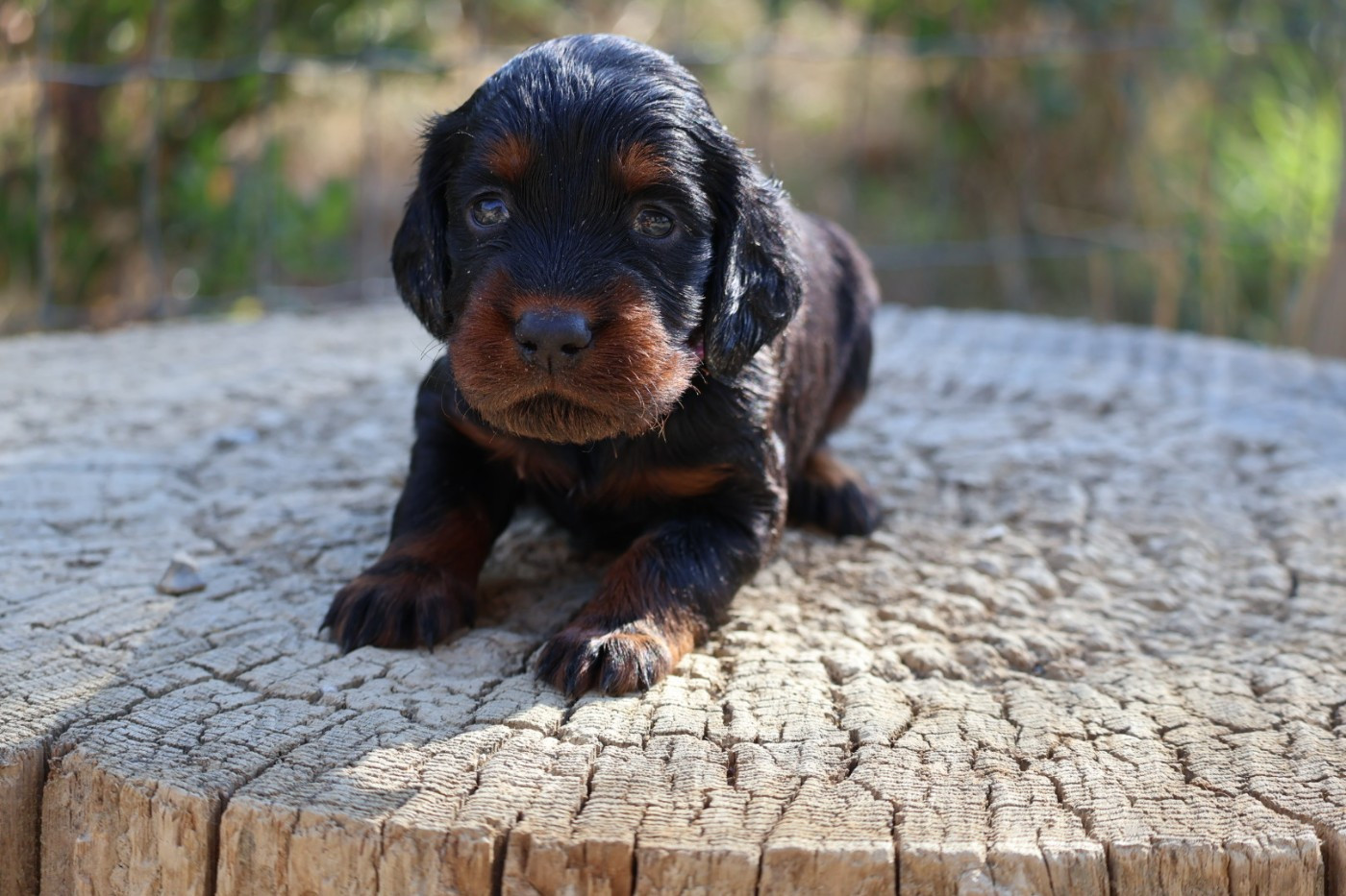 Du Domaine De Phoebapooros - Chiots disponibles - Setter Gordon