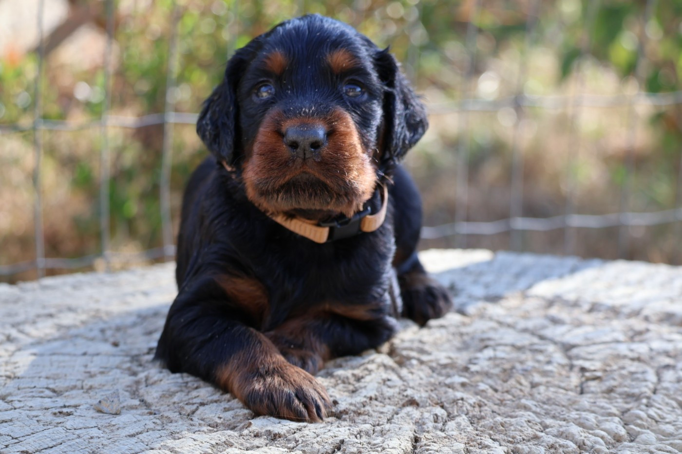 Du Domaine De Phoebapooros - Chiots disponibles - Setter Gordon