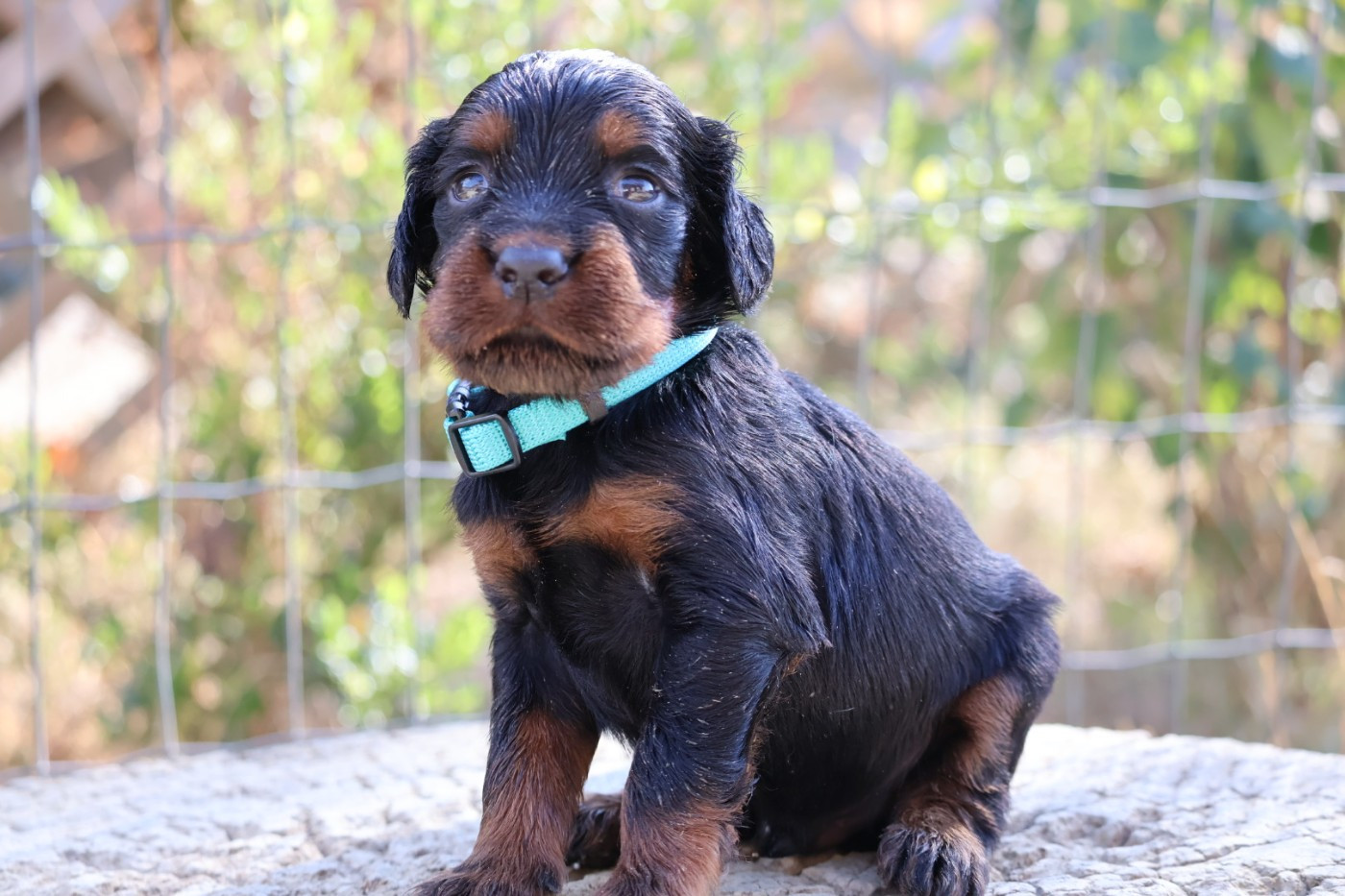 Du Domaine De Phoebapooros - Chiots disponibles - Setter Gordon