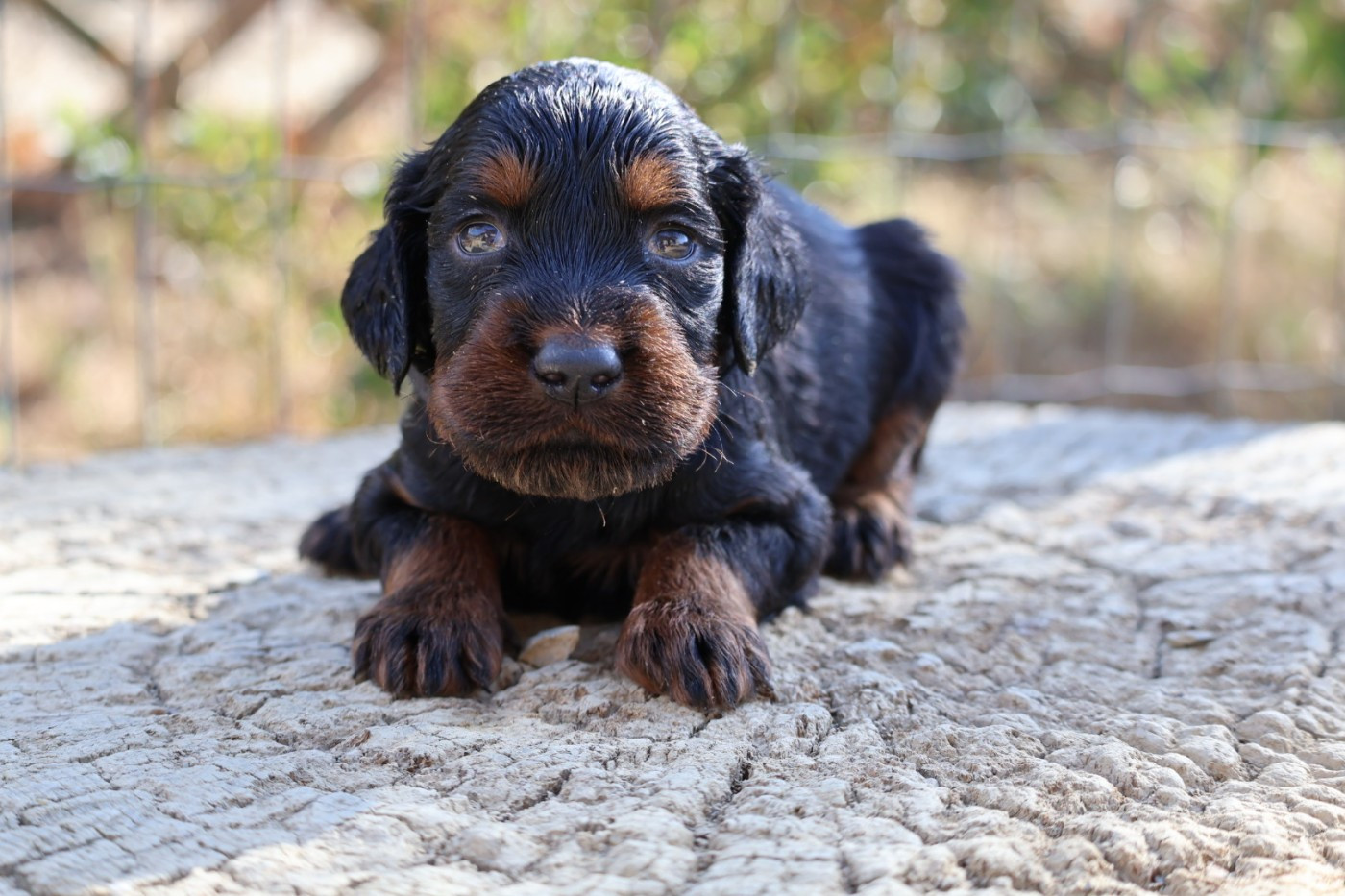 Du Domaine De Phoebapooros - Chiots disponibles - Setter Gordon
