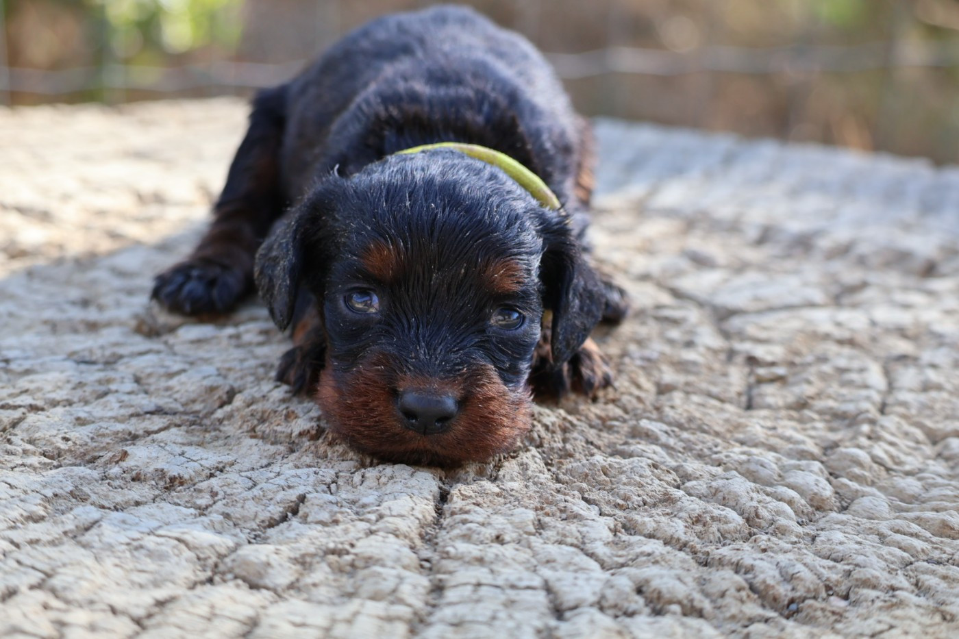 Du Domaine De Phoebapooros - Chiots disponibles - Setter Gordon