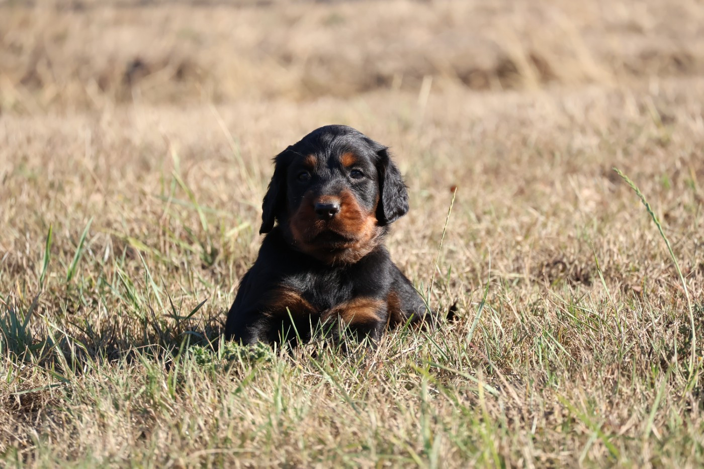 Du Domaine De Phoebapooros - Chiots disponibles - Setter Gordon