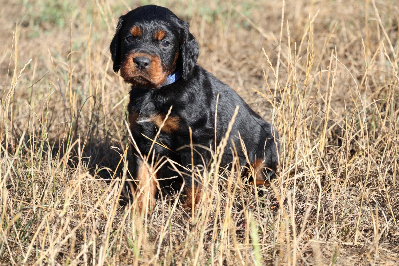 Du Domaine De Phoebapooros - Chiots disponibles - Setter Gordon