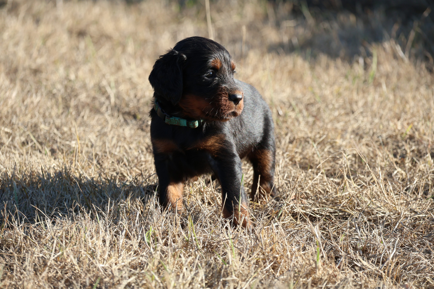 Du Domaine De Phoebapooros - Chiots disponibles - Setter Gordon