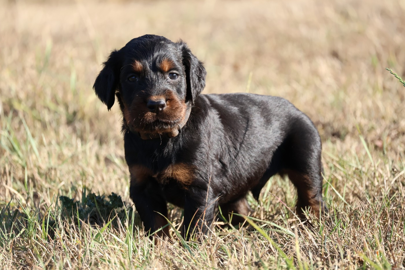 Du Domaine De Phoebapooros - Chiots disponibles - Setter Gordon