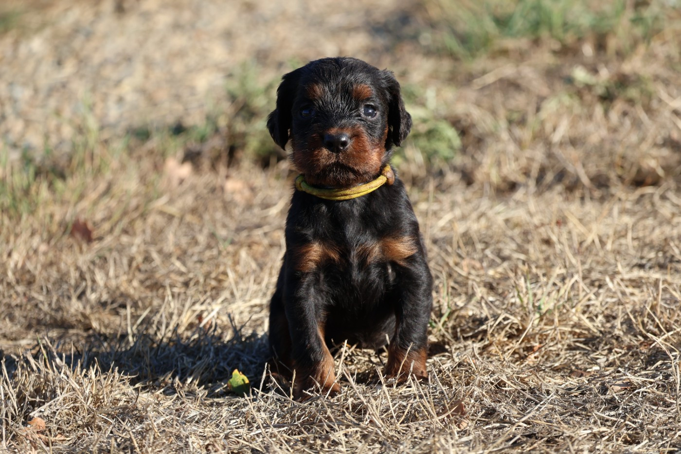 Du Domaine De Phoebapooros - Chiots disponibles - Setter Gordon