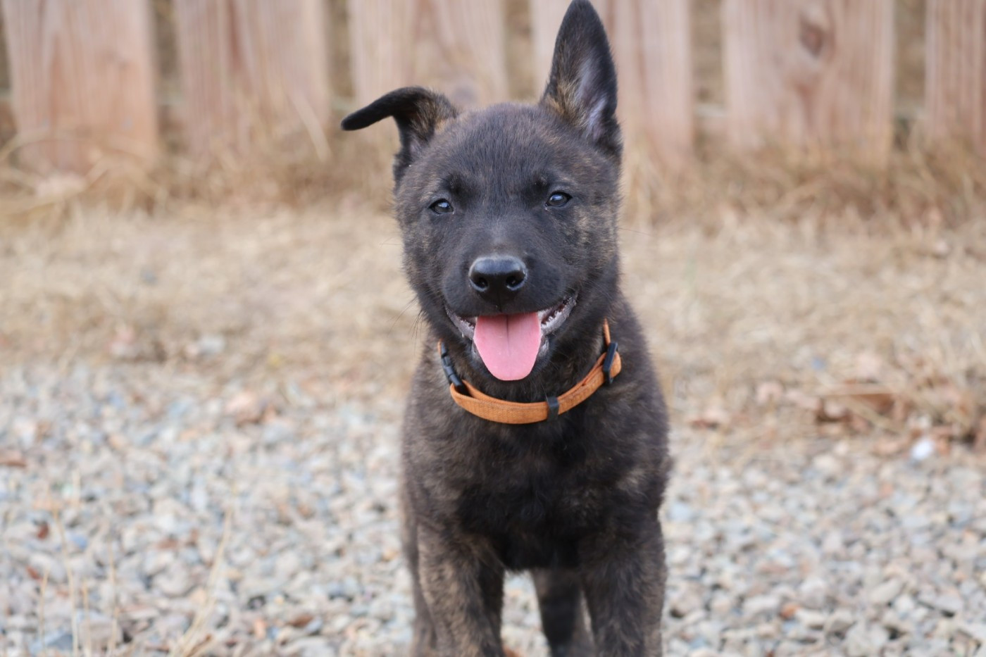 Du Domaine De Phoebapooros - Chiots disponibles - Berger hollandais