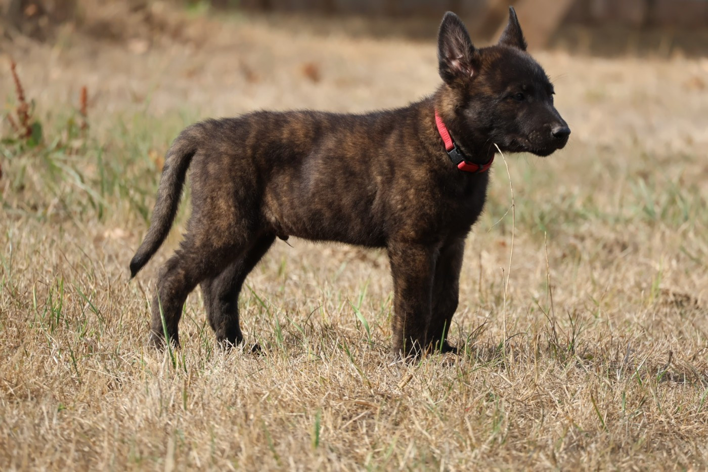 Du Domaine De Phoebapooros - Chiots disponibles - Berger hollandais