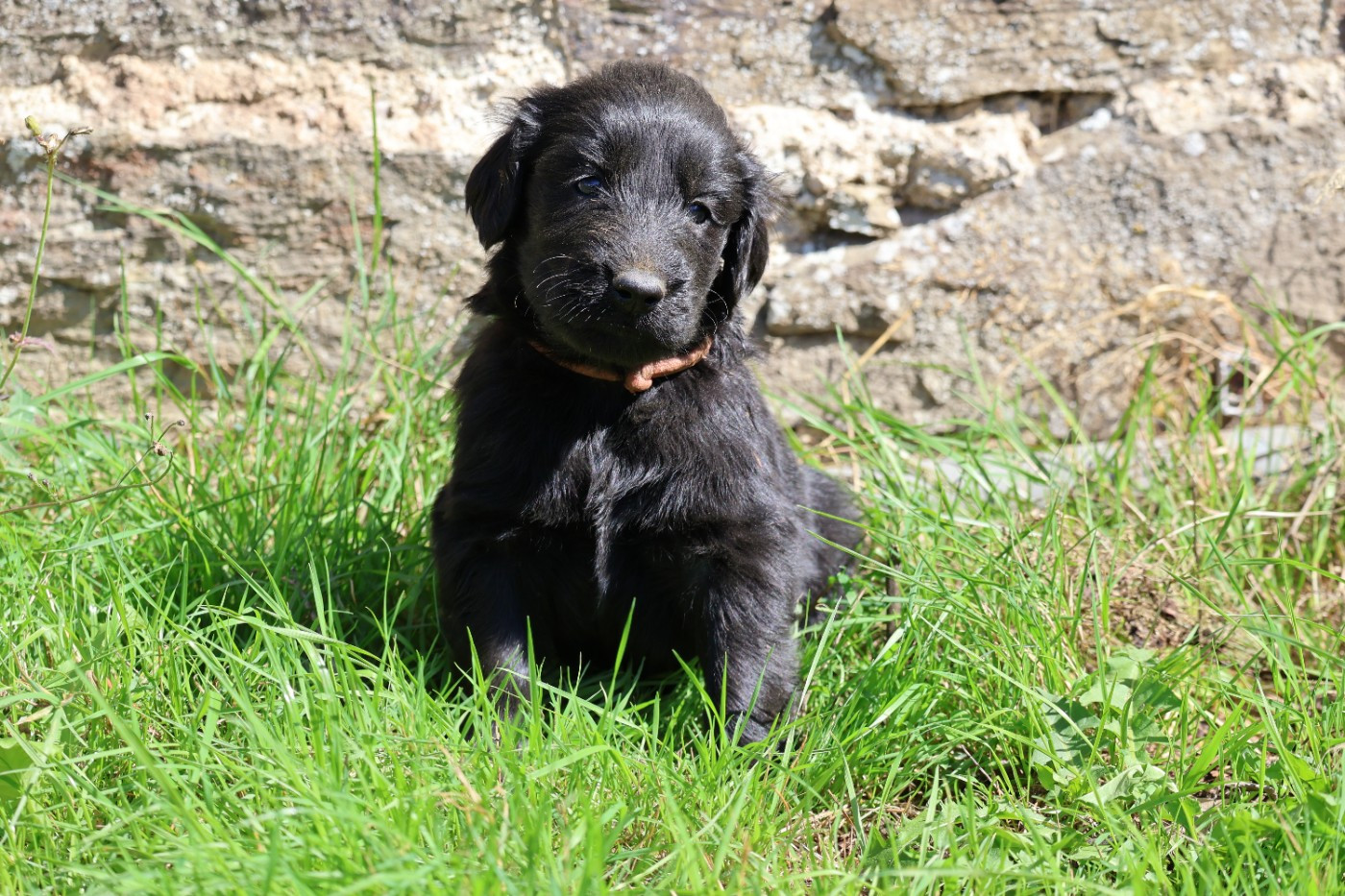 Du Domaine De Phoebapooros - Chiots disponibles - Flat Coated Retriever