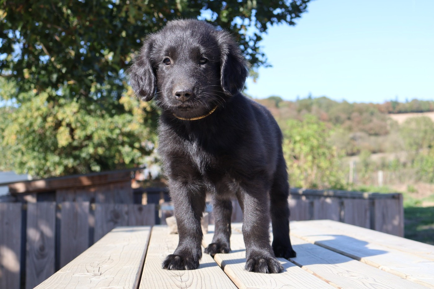 Du Domaine De Phoebapooros - Chiots disponibles - Flat Coated Retriever
