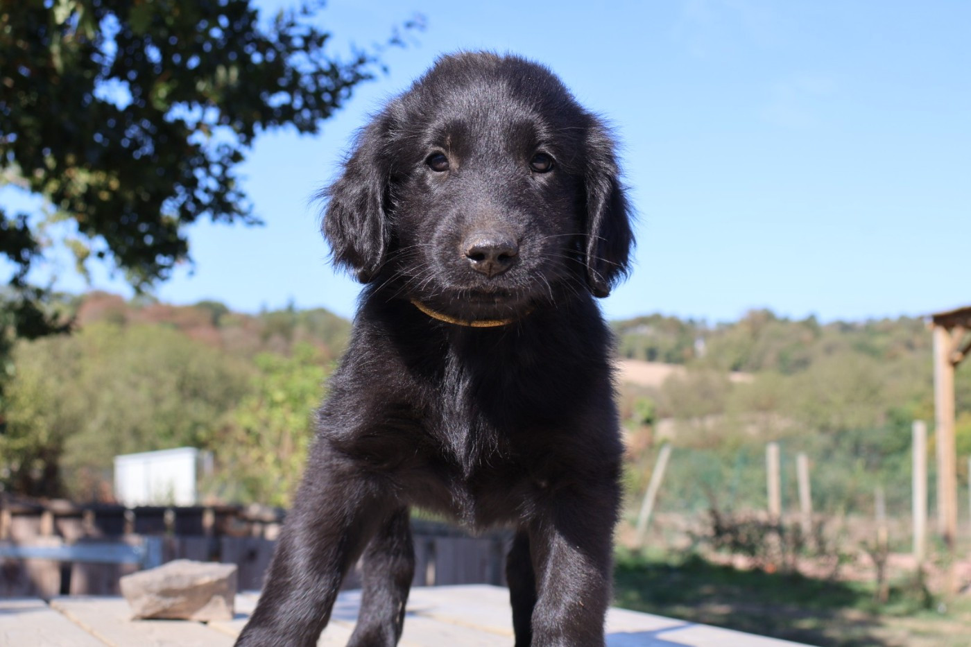 Chiot Flat Coated Retriever Du Domaine De Phoebapooros