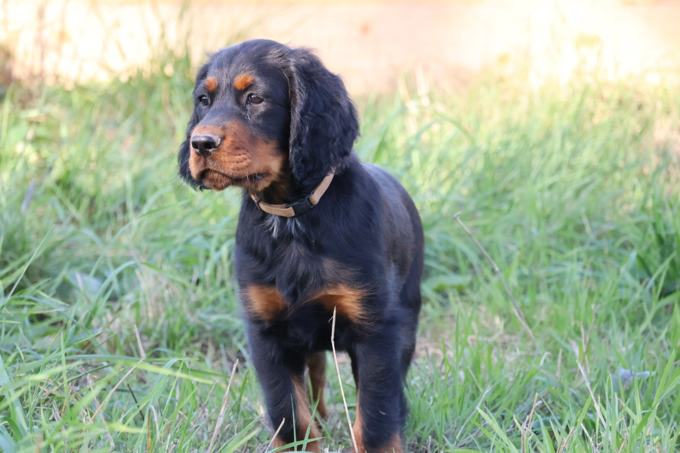 Du Domaine De Phoebapooros - Chiots disponibles - Setter Gordon