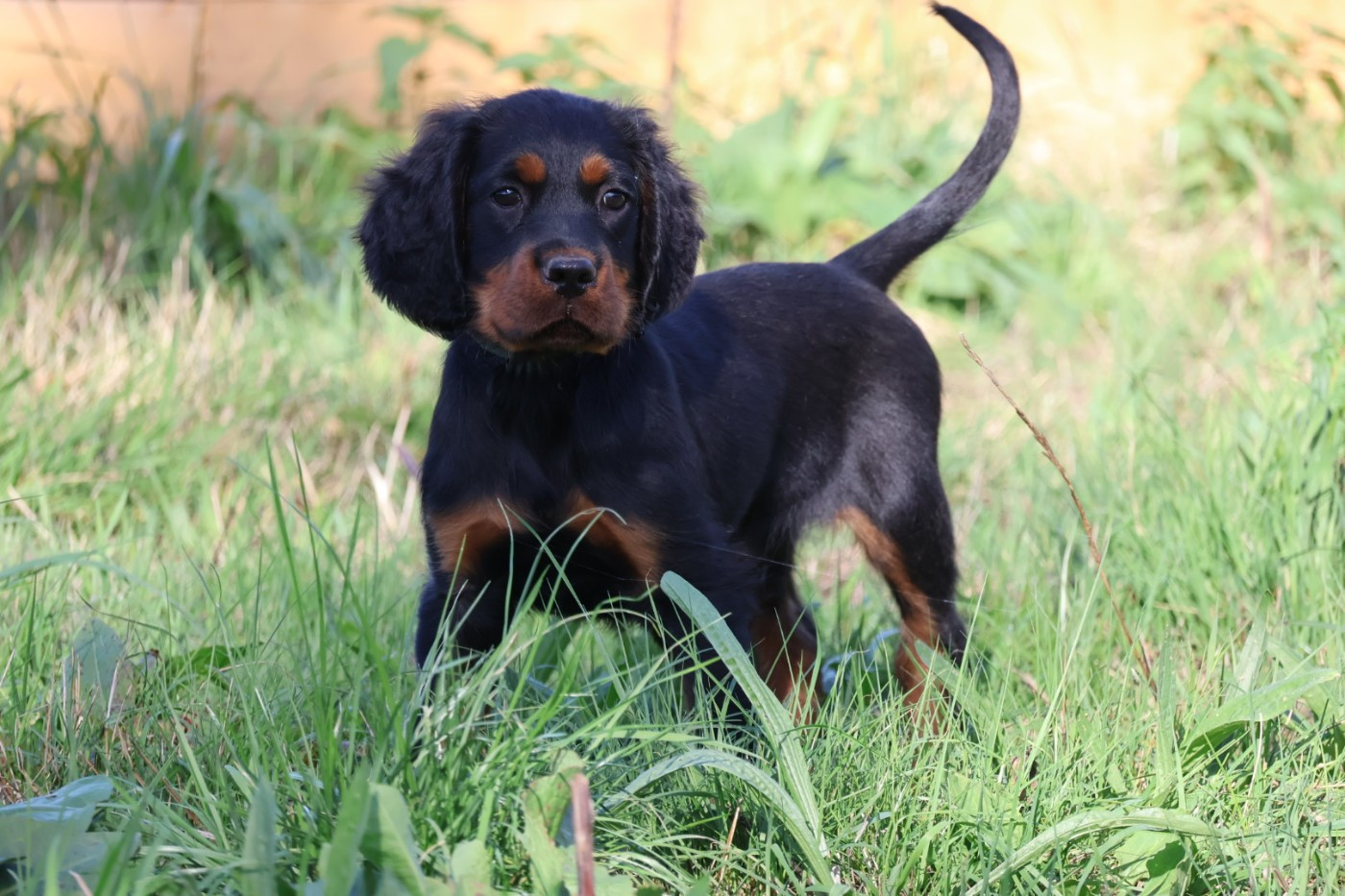 Du Domaine De Phoebapooros - Chiots disponibles - Setter Gordon