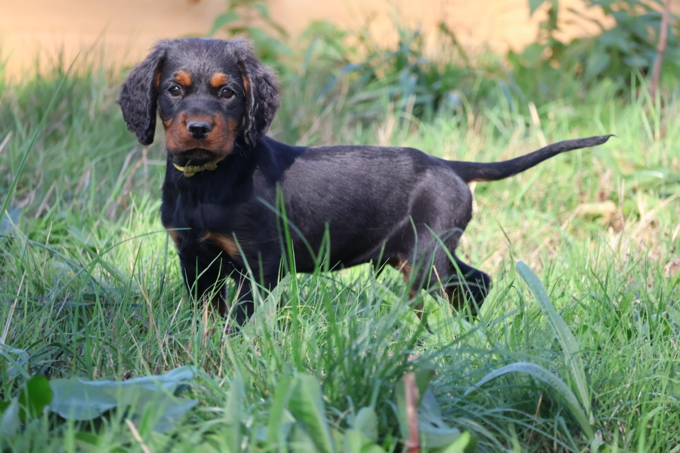Du Domaine De Phoebapooros - Chiots disponibles - Setter Gordon