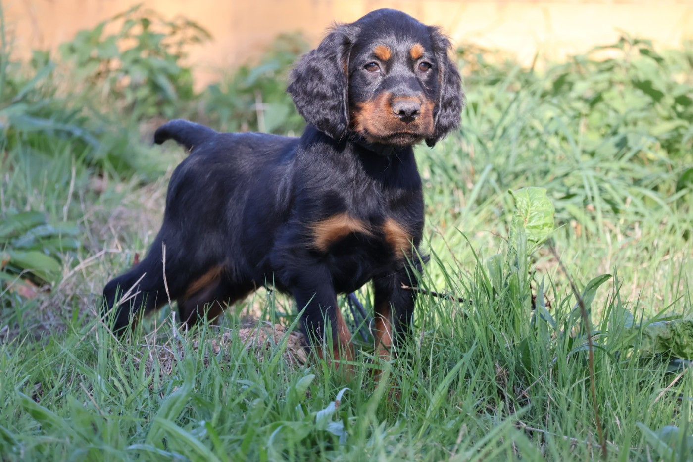 Du Domaine De Phoebapooros - Chiots disponibles - Setter Gordon