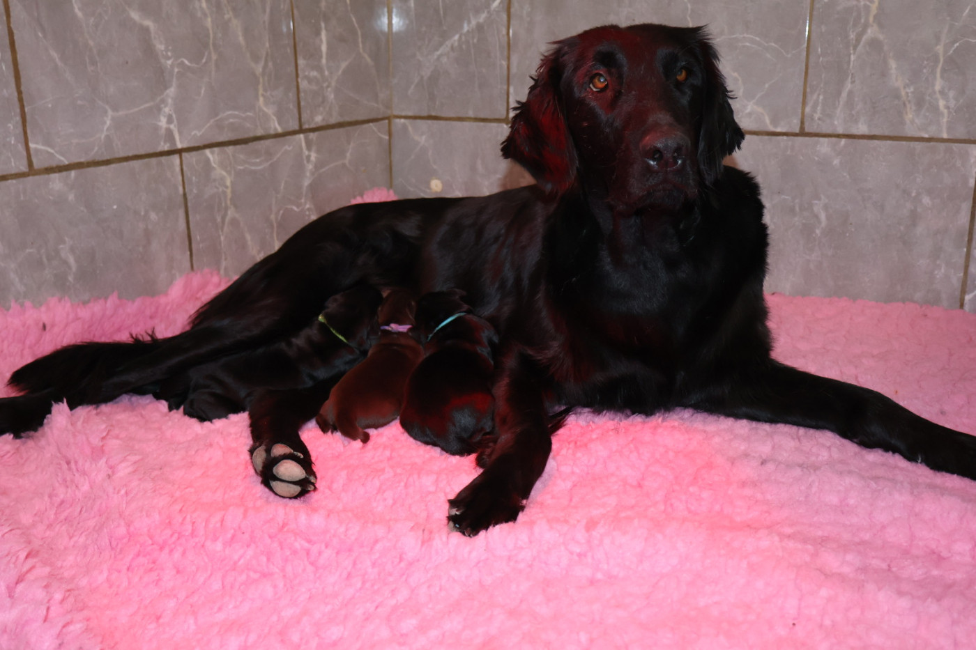 Chiot Flat Coated Retriever Du Domaine De Phoebapooros