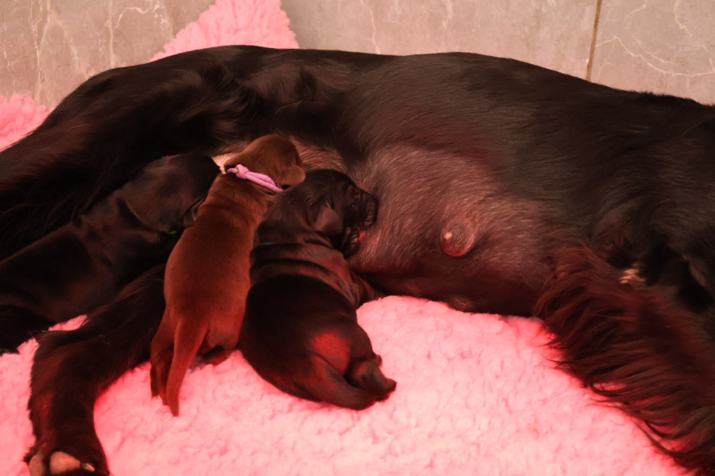 Du Domaine De Phoebapooros - Chiots disponibles - Flat Coated Retriever