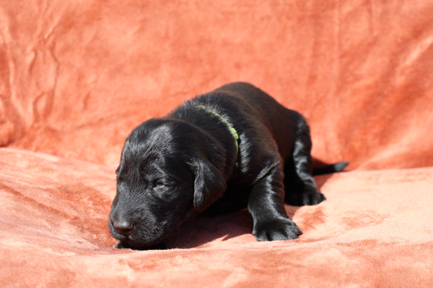 Du Domaine De Phoebapooros - Chiots disponibles - Flat Coated Retriever