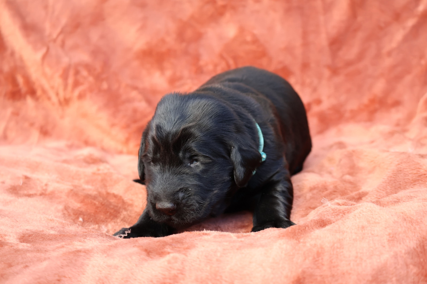 Du Domaine De Phoebapooros - Chiots disponibles - Flat Coated Retriever