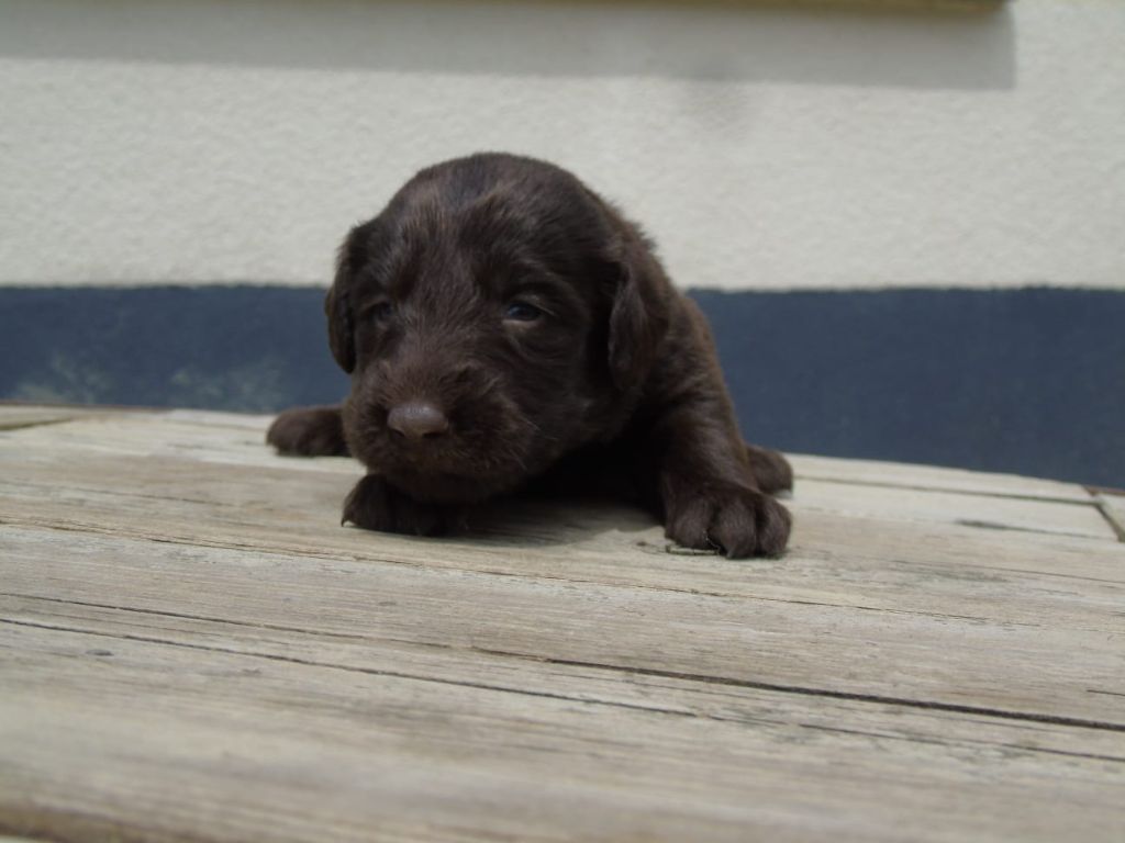 Du Domaine De Phoebapooros - Chiots disponibles - Flat Coated Retriever