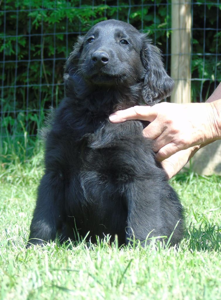 Du Domaine De Phoebapooros - Chiots disponibles - Flat Coated Retriever