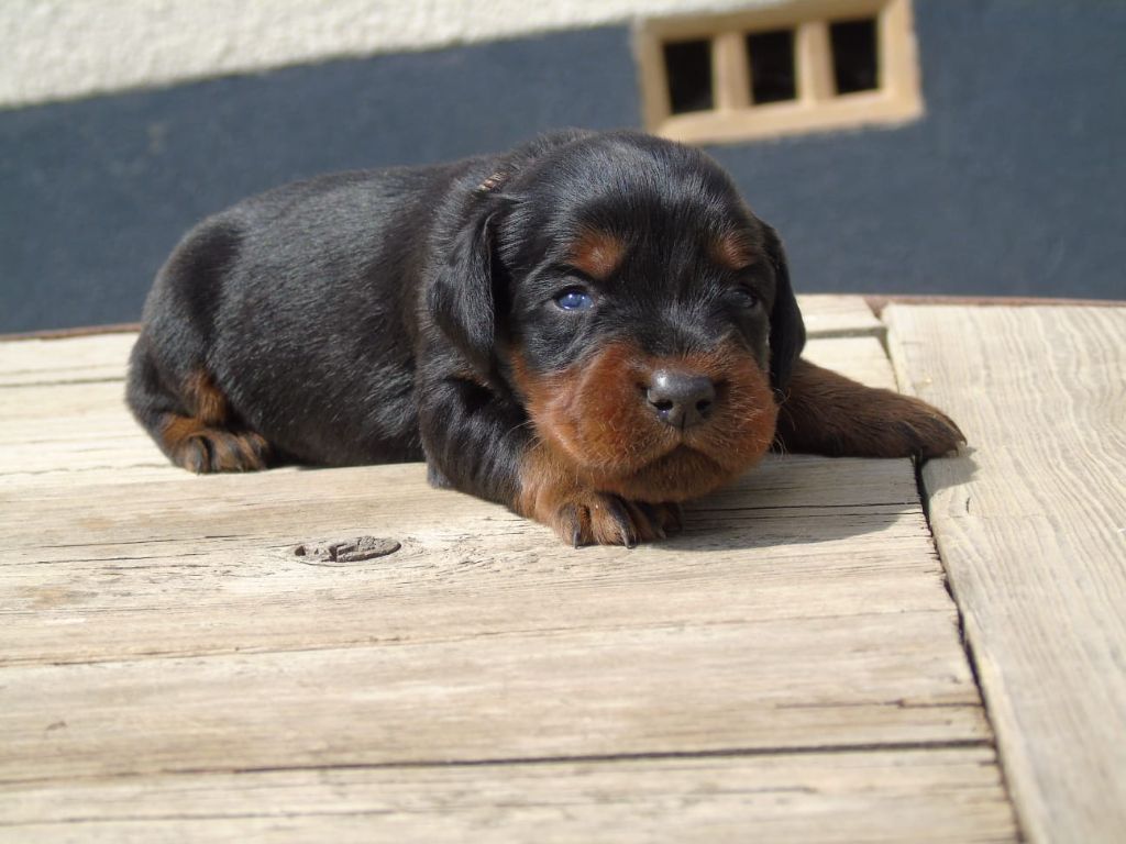Du Domaine De Phoebapooros - Chiots disponibles - Setter Gordon