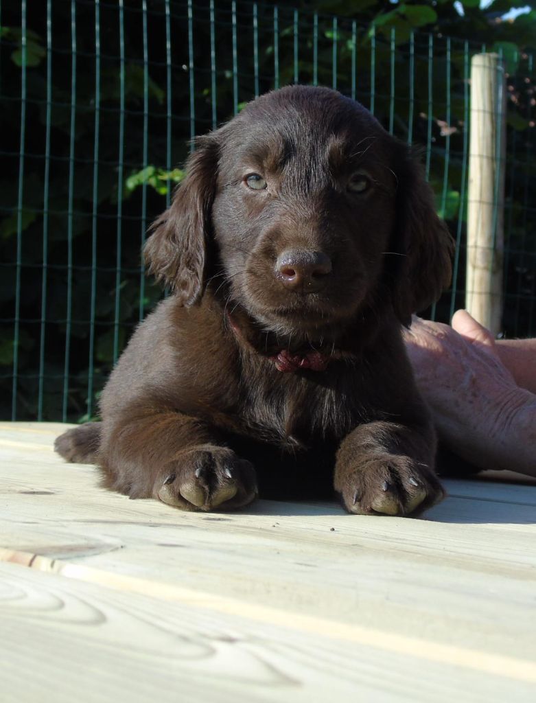 Du Domaine De Phoebapooros - Chiots disponibles - Flat Coated Retriever