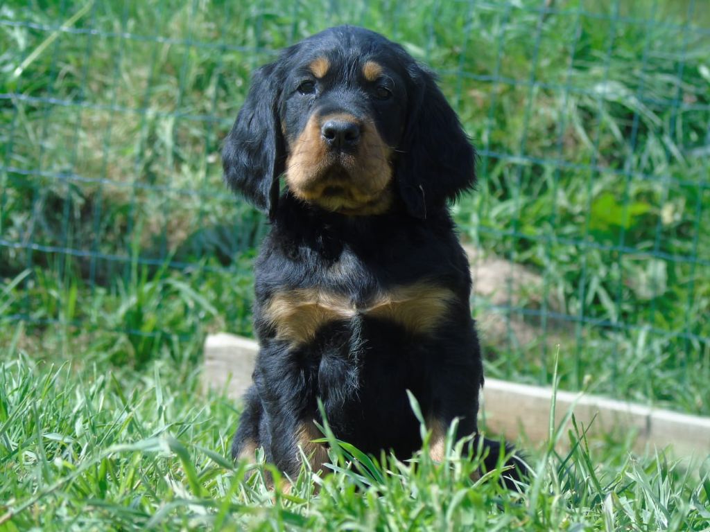 Du Domaine De Phoebapooros - Chiots disponibles - Setter Gordon