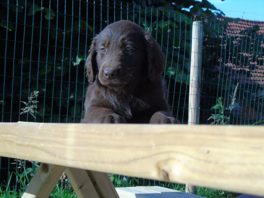 Du Domaine De Phoebapooros - Chiots disponibles - Flat Coated Retriever
