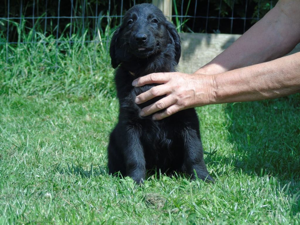 Du Domaine De Phoebapooros - Chiots disponibles - Flat Coated Retriever