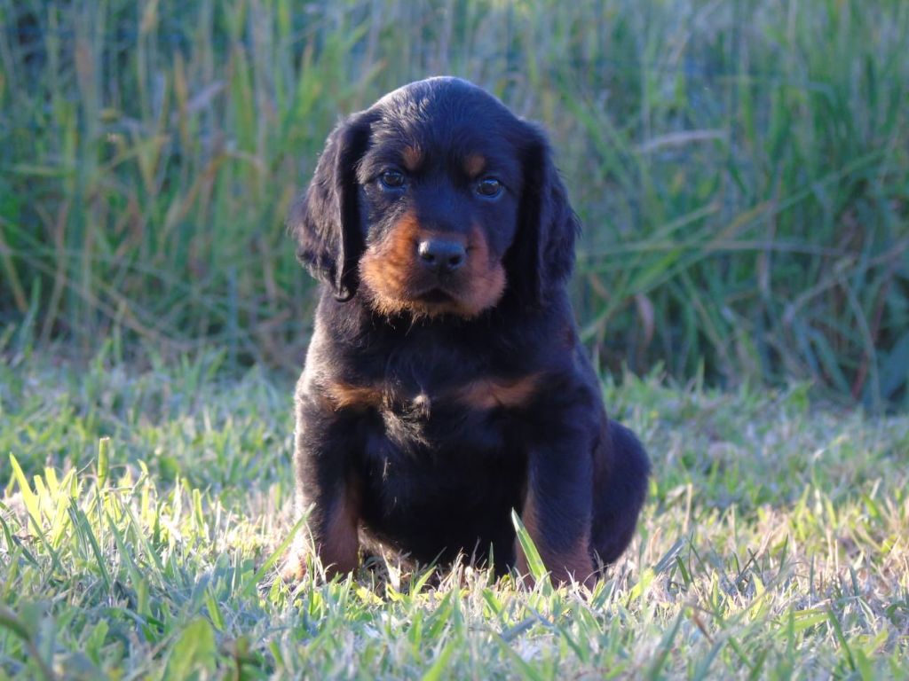 Du Domaine De Phoebapooros - Chiots disponibles - Setter Gordon