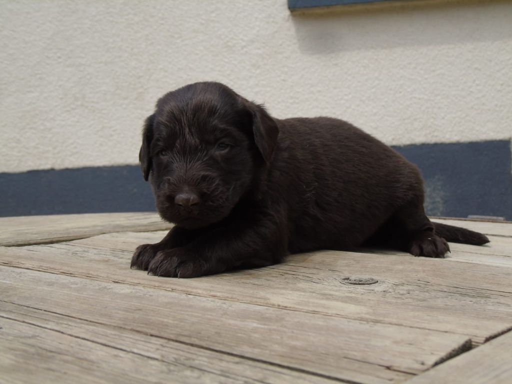 Du Domaine De Phoebapooros - Chiots disponibles - Flat Coated Retriever
