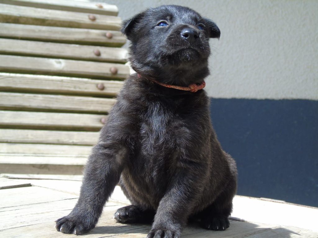 Du Domaine De Phoebapooros - Chiots disponibles - Berger hollandais