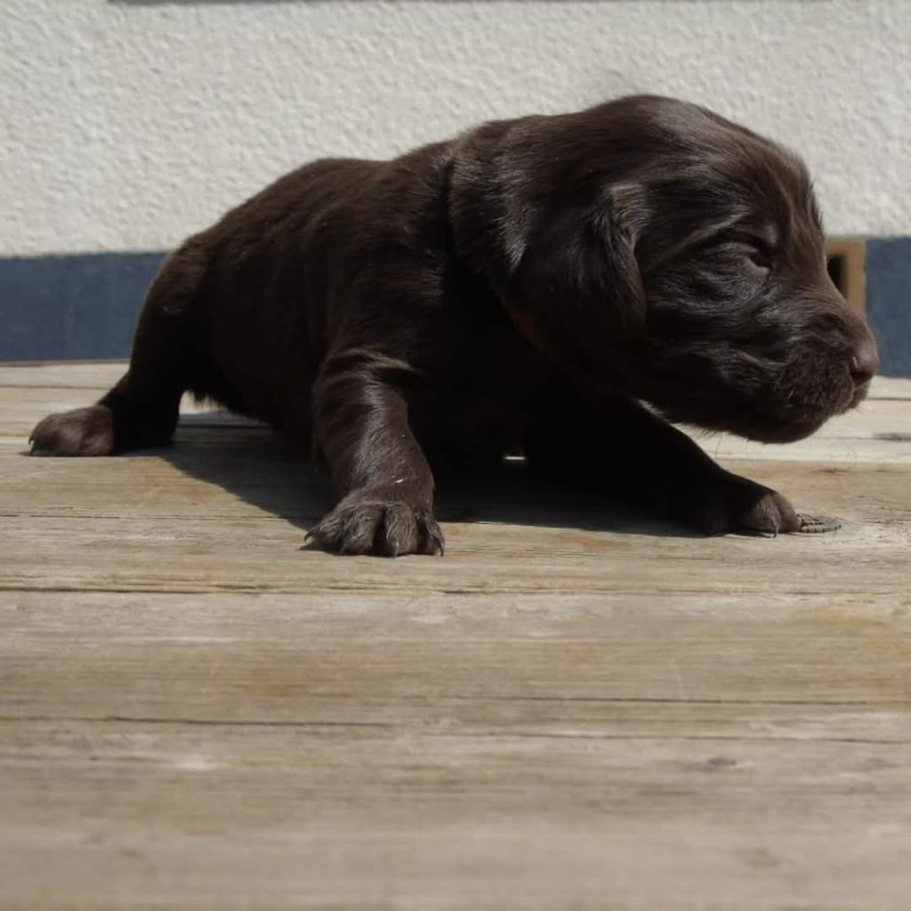 Du Domaine De Phoebapooros - Chiots disponibles - Flat Coated Retriever