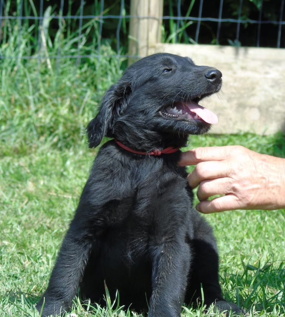 Du Domaine De Phoebapooros - Chiots disponibles - Flat Coated Retriever