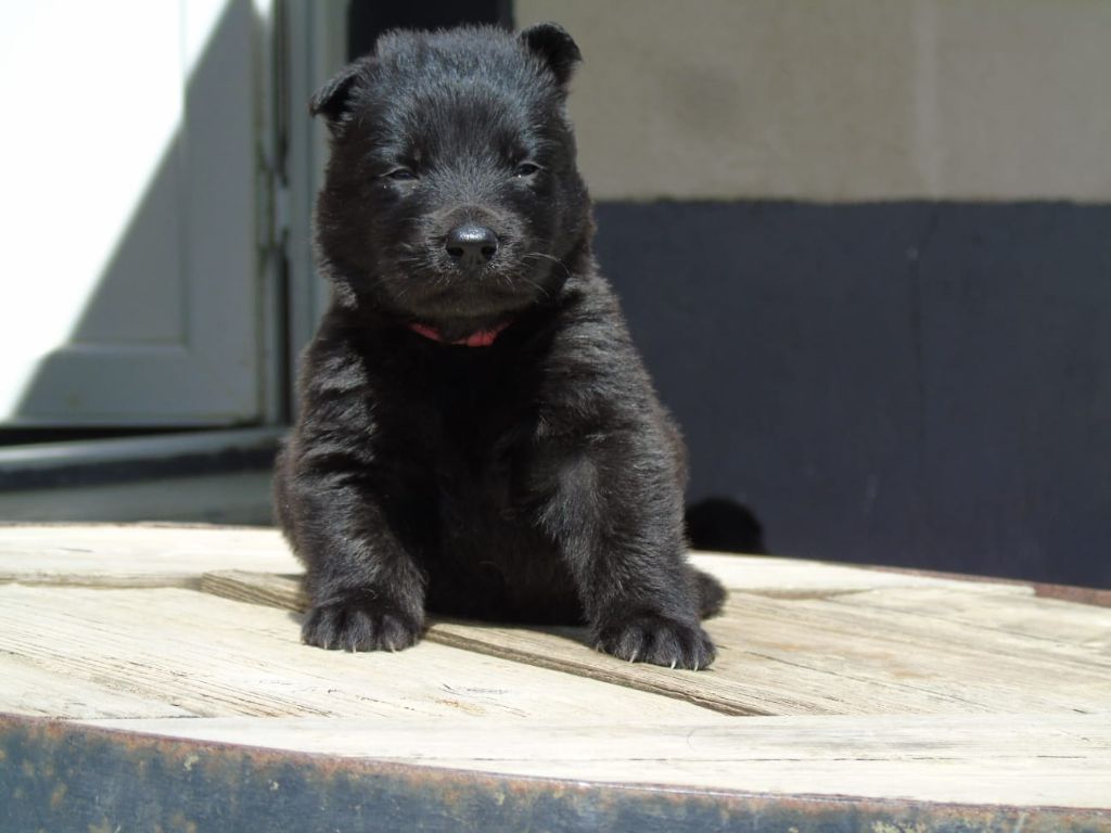Du Domaine De Phoebapooros - Chiots disponibles - Berger hollandais