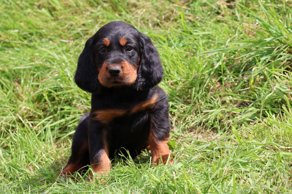 Du Domaine De Phoebapooros - Chiots disponibles - Setter Gordon