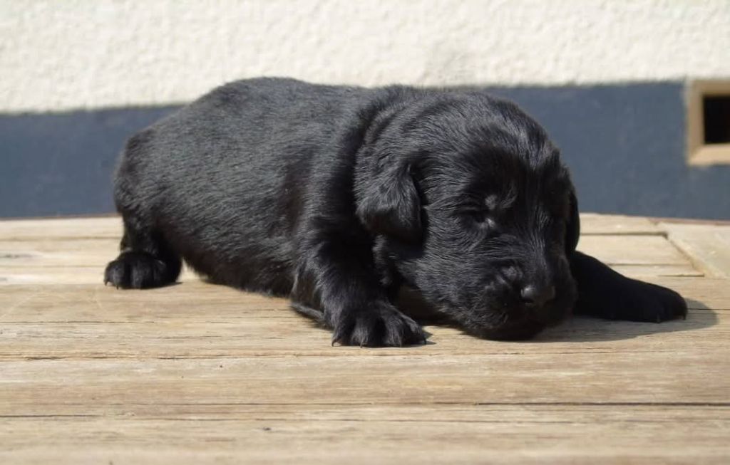 Du Domaine De Phoebapooros - Chiots disponibles - Flat Coated Retriever
