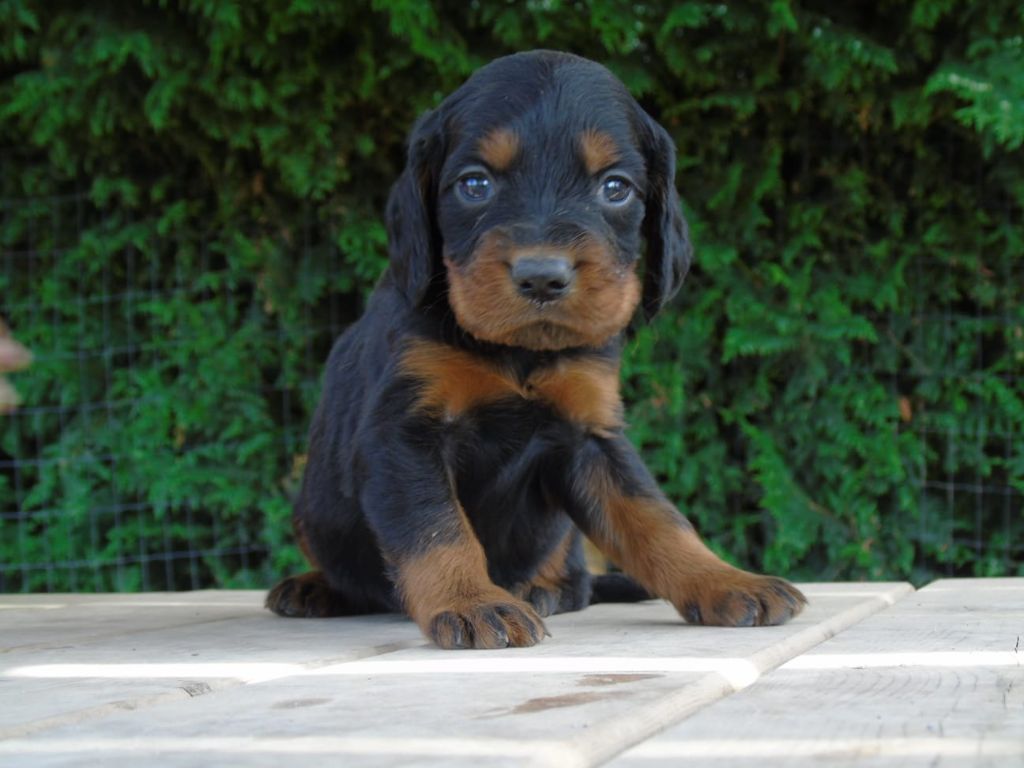 Du Domaine De Phoebapooros - Chiots disponibles - Setter Gordon