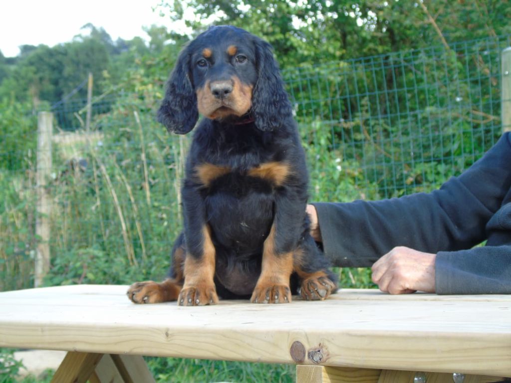 Du Domaine De Phoebapooros - Chiots disponibles - Setter Gordon