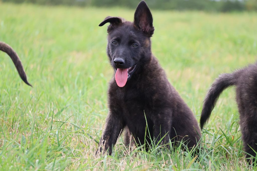 Du Domaine De Phoebapooros - Chiots disponibles - Berger hollandais
